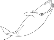 coloriage baleine boreale
